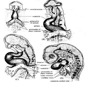 Development of Eye and Heart | Zoology Optional Notes for UPSC