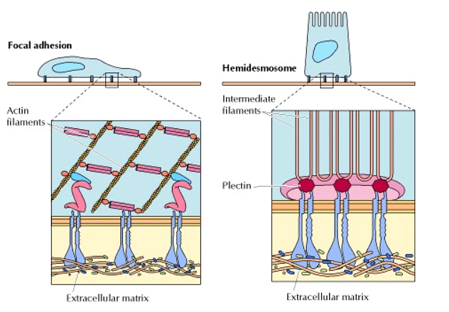 Structure and Function of extracellular matrix (cell wall) | Botany Optional for UPSC