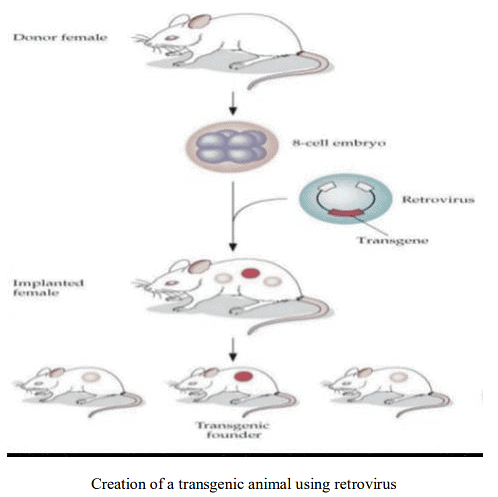 Transgenic Animals | Zoology Optional Notes for UPSC