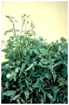 Important Crop Diseases Caused by Mycoplasma, Nematodes | Botany Optional for UPSC