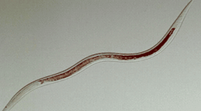 Adenophorea