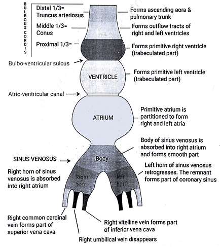 Embryology - 1 | Medical Science Optional Notes for UPSC