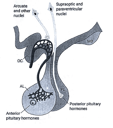 Posterior pituitary gland | Medical Science Optional Notes for UPSC