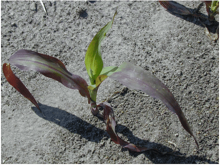 Figure 1: Phosphorus deficiency symptom in corn, older leaves turn purple in color.