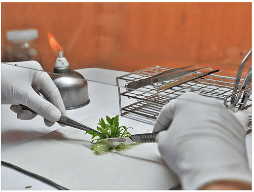 Somaclonal Variation and its Applications | Botany Optional for UPSC