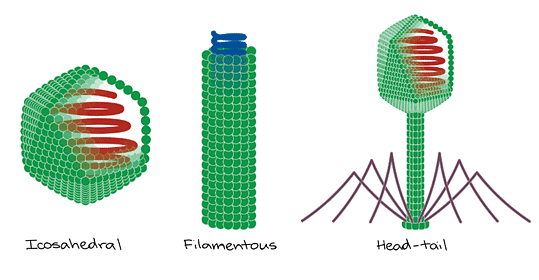 Structure and Reproduction in Viruses | Botany Optional for UPSC