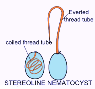 Cnidaria: Defensive structures and their mechanism | Zoology Optional Notes for UPSC