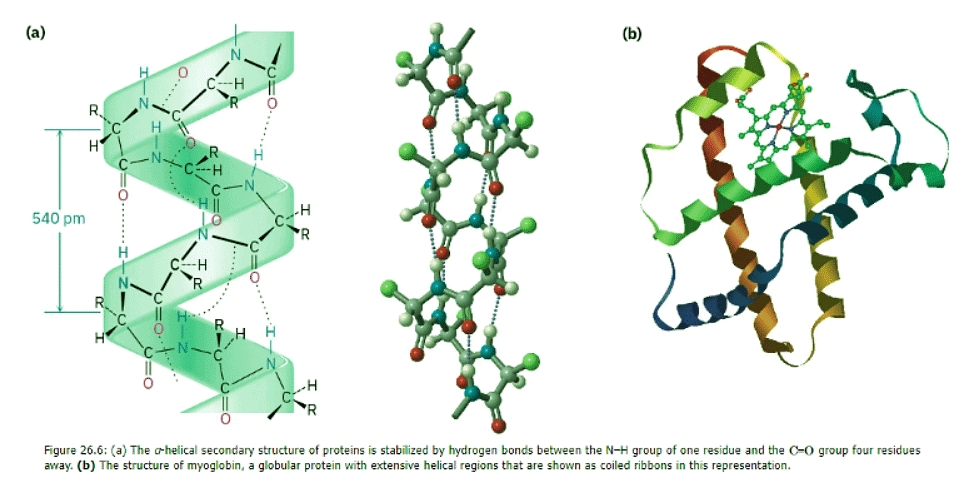 Protein Structure
