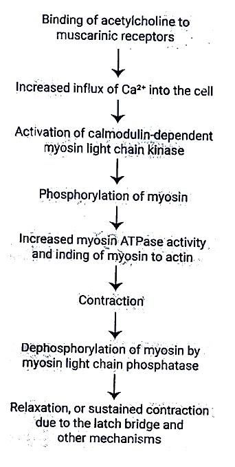 Electron Microscopic Appearance of a Skeletal Muscle | Medical Science Optional Notes for UPSC