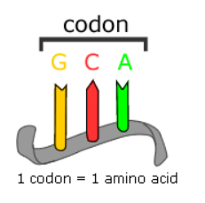 Mutations: The molecular basis of mutations | Botany Optional for UPSC