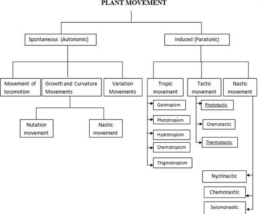 Plant Movements | Botany Optional for UPSC