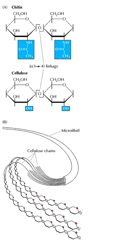 Polysaccharides of fungal and plant cell walls