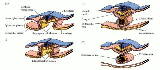 Development of Eye and Heart | Zoology Optional Notes for UPSC