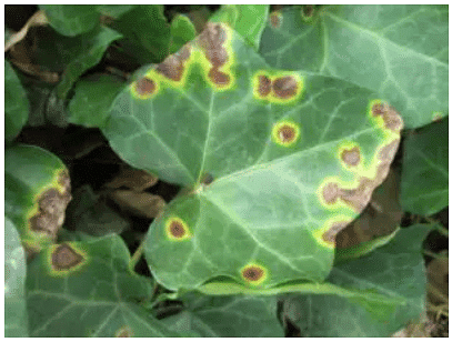 Important Crop Diseases Caused by Mycoplasma, Nematodes | Botany Optional for UPSC