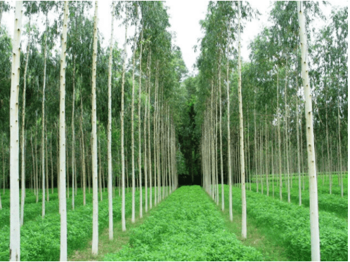 Social Forestry & Agroforestry | Geography Optional for UPSC