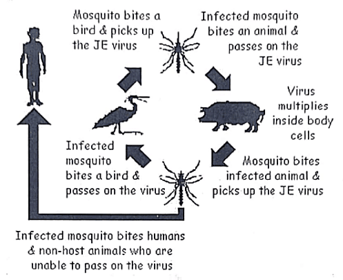 Japanese Encephalitis-Etiology | Medical Science Optional Notes for UPSC
