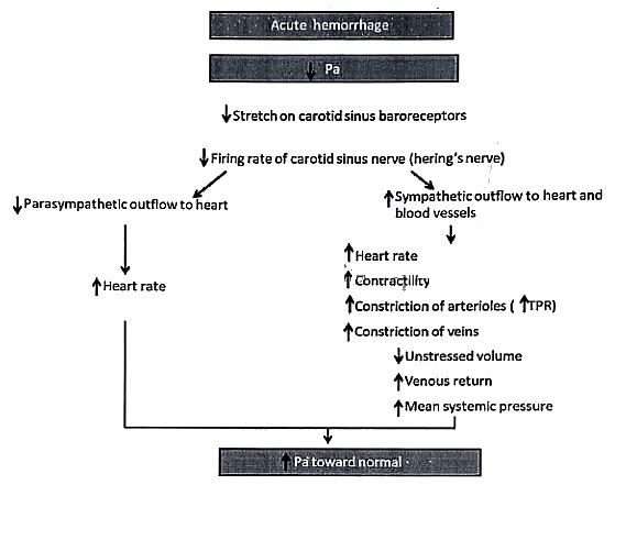 Blood Pressure-Definitions | Medical Science Optional Notes for UPSC