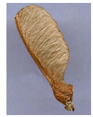 Propagation and Dissemination of Weed Seeds | Agriculture Optional for UPSC