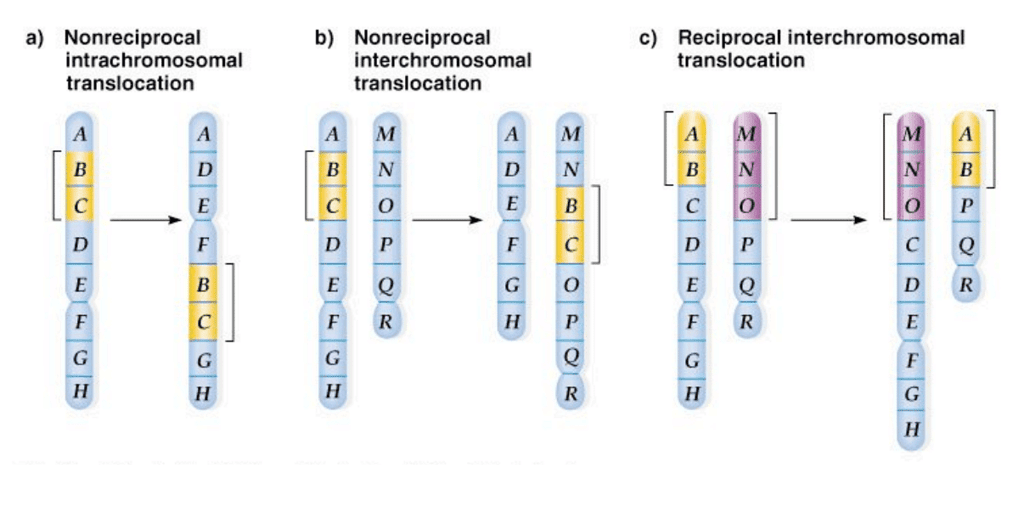 Structural Variations in Chromosomes | Botany Optional for UPSC