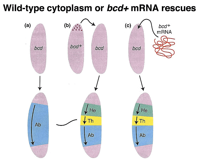 Development of Genetics | Botany Optional for UPSC