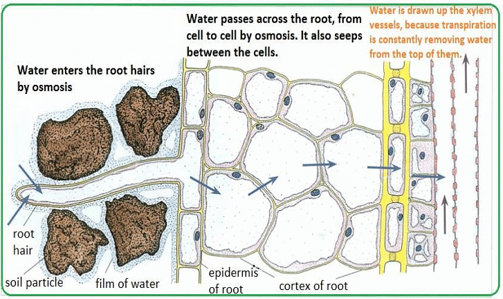 Water Transport and Mineral Nutrition | Botany Optional for UPSC