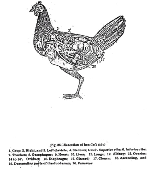 Functional Anatomy in Relation to Respiration and Flying, Digestion, and Egg Production | Animal Husbandry & Veterinary Science Optional for UPSC