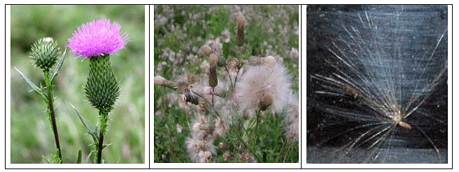 Propagation and Dissemination of Weed Seeds | Agriculture Optional for UPSC