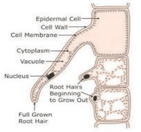 Water Transport and Mineral Nutrition | Botany Optional for UPSC
