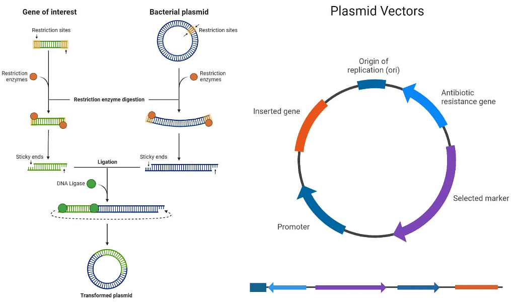 DNA Cloning | Zoology Optional Notes for UPSC