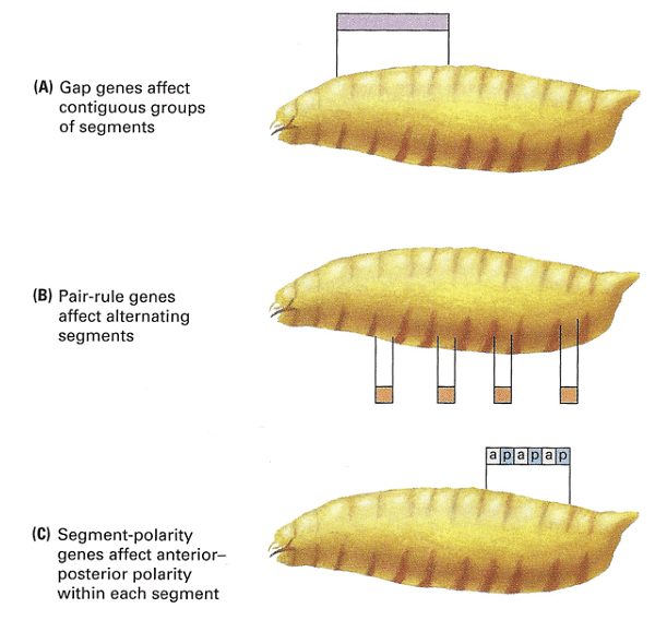 Development of Genetics | Botany Optional for UPSC