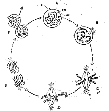 Fig : Diagram of cell livision by mitosis illustrated by a cell with two pairs chromosomes