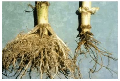 Important Crop Diseases Caused by Mycoplasma, Nematodes | Botany Optional for UPSC