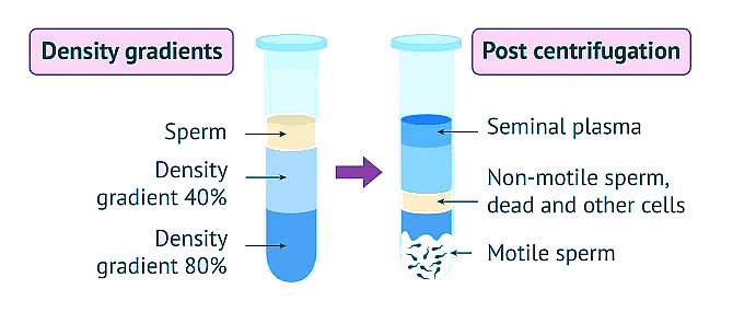 Sperm Cell Capacitation | Zoology Optional Notes for UPSC