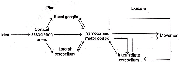Basal Ganglia | Medical Science Optional Notes for UPSC
