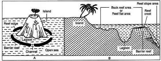 Coral reefs and their formation | Zoology Optional Notes for UPSC