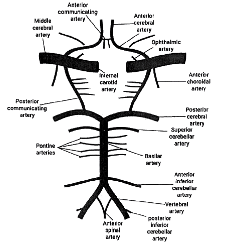 Descending Pathways: Neuroanatomy | Medical Science Optional Notes for UPSC
