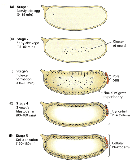 Development of Genetics | Botany Optional for UPSC