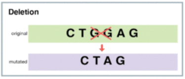 Mutations: The molecular basis of mutations | Botany Optional for UPSC