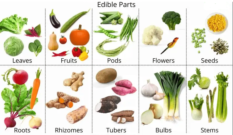 Plants | General Knowledge Olympiad for Class 1
