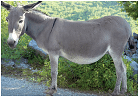 Donkey