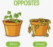 Living Things & their Characteristics | Science Olympiad for Class 1