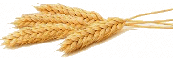 Wheat