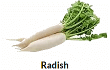 Parts of Plants | Science Olympiad for Class 1