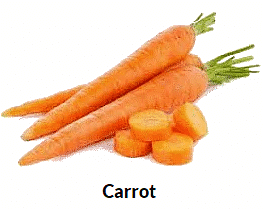 Parts of Plants | Science Olympiad for Class 1