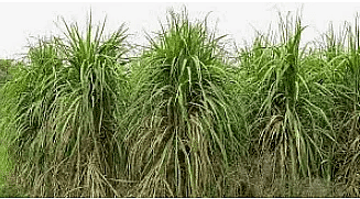 Sugarcane