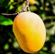 Mango  