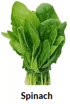 Parts of Plants | Science Olympiad for Class 1