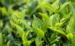 Tea plant