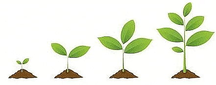 Seed growing into a Plant