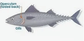 Fish Breathe Through Gills